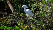 02 - Everglade NP (10) Grande Aigrette
